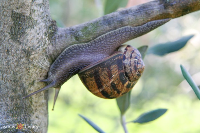 snail in the garden