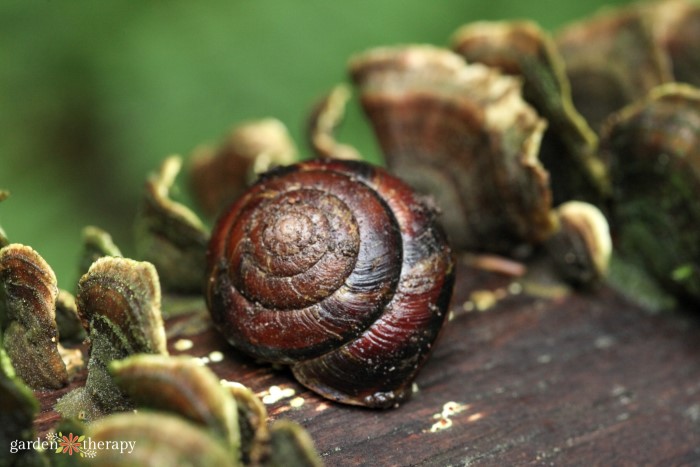 snails in the garden