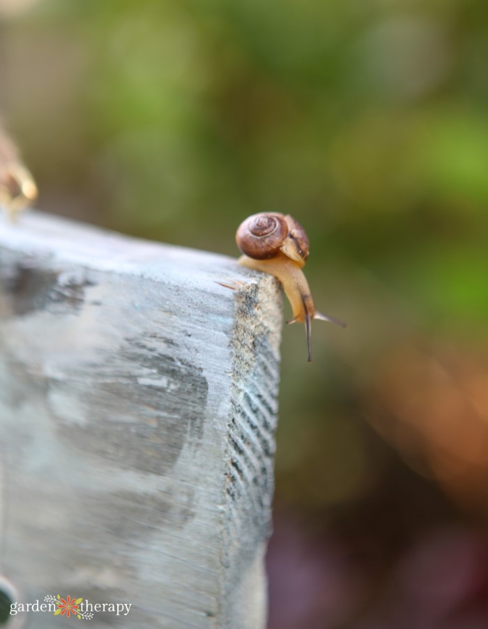 Garden Snail Eggs