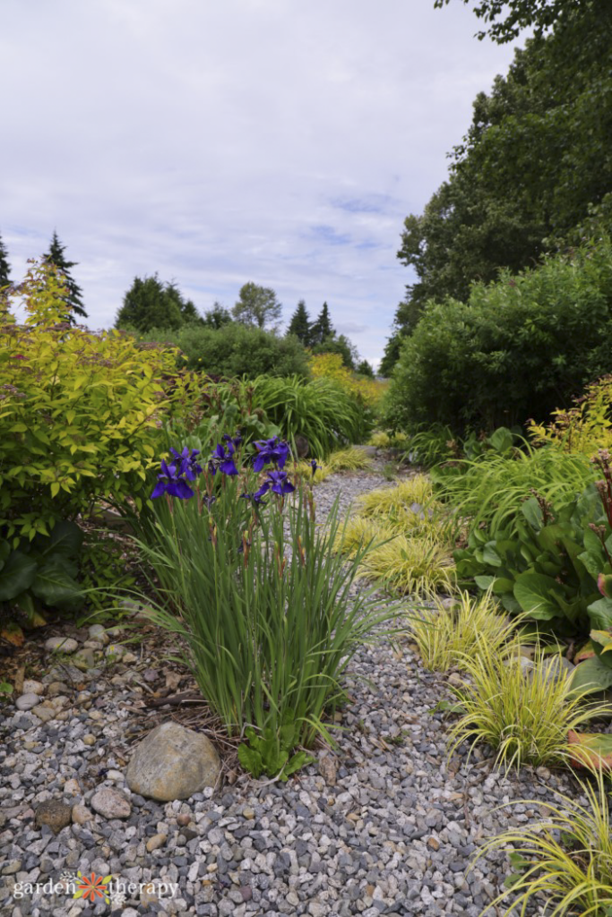 rain garden