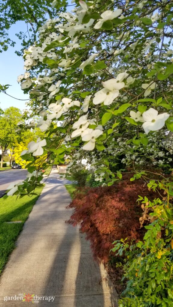 white dogwood tree along sidewalk strip