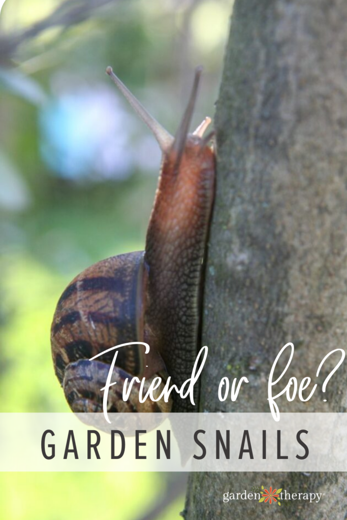 Are Garden Snails Friend or Foe