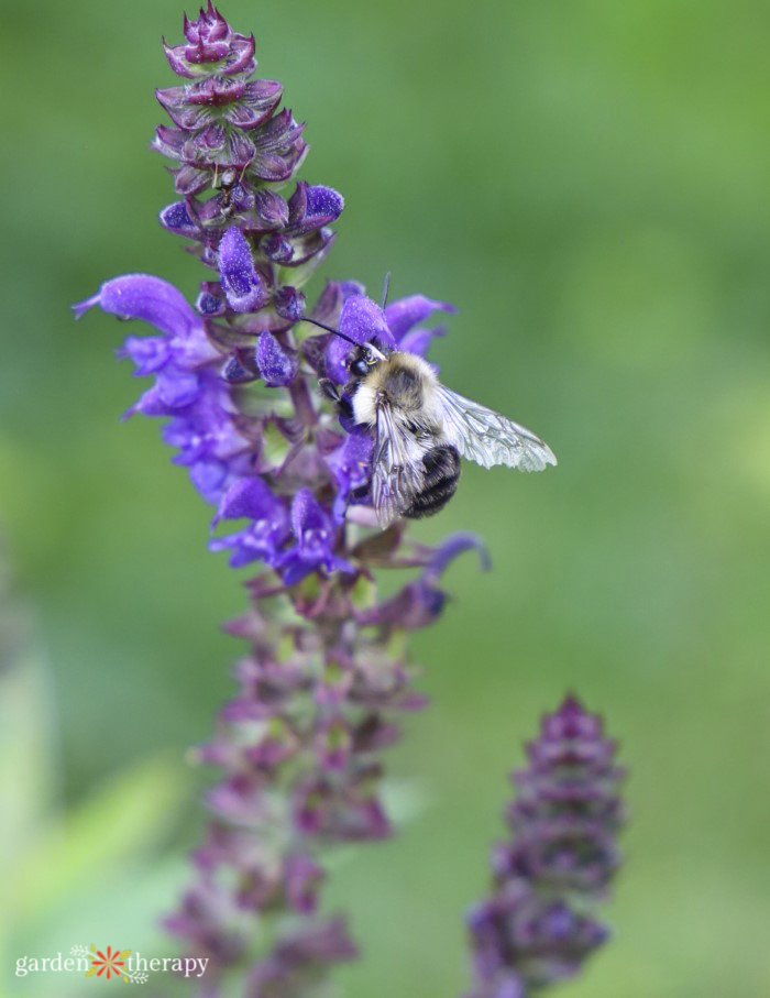 Common eastern bumble bee on purple flower