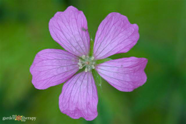 wild geranium