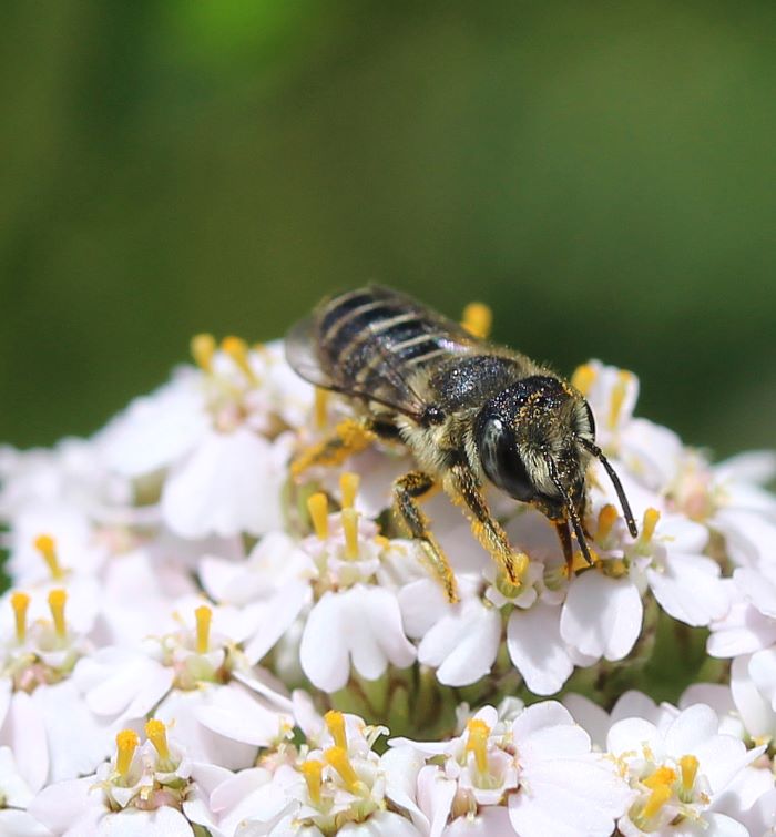 Female leafcutter bee on yarrow