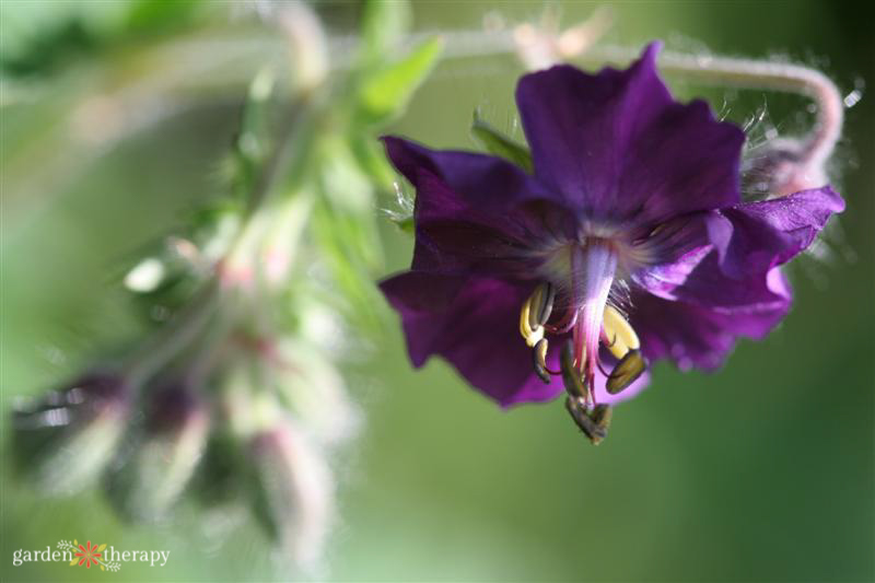 Geranium Cranesbill Dark Purple