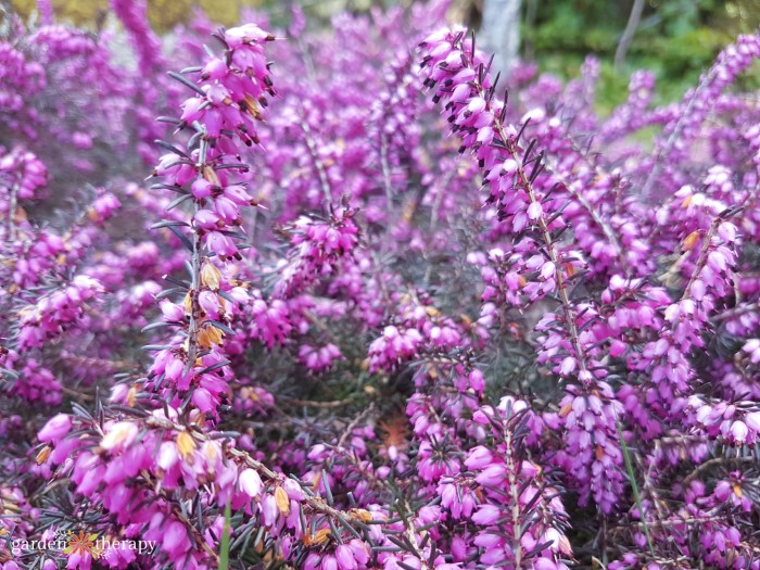 blooming heather