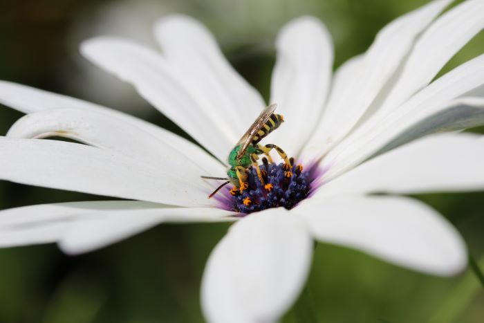 Male Striped Sweat Bee