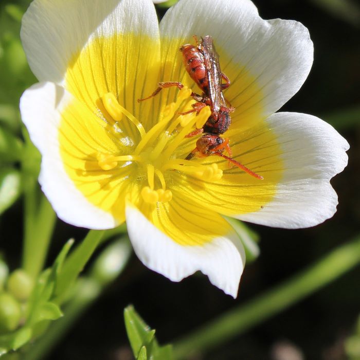 Nomada bee