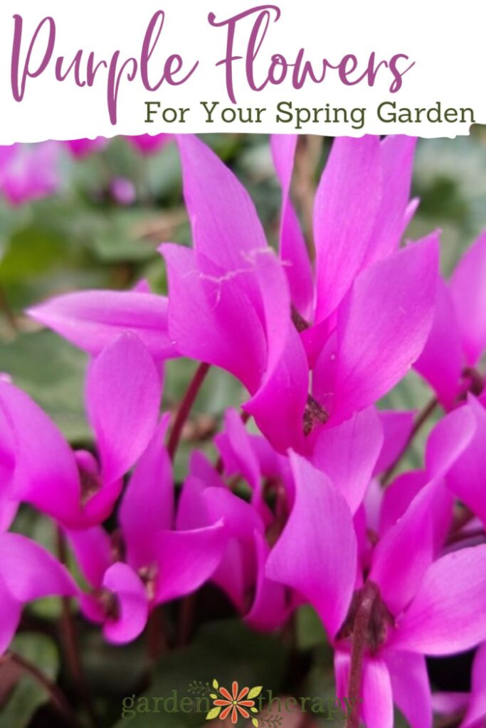 Close up view of purple cyclamen blooms