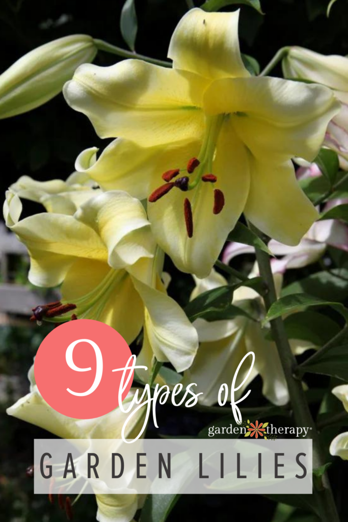 The 9 types of lily flowers
