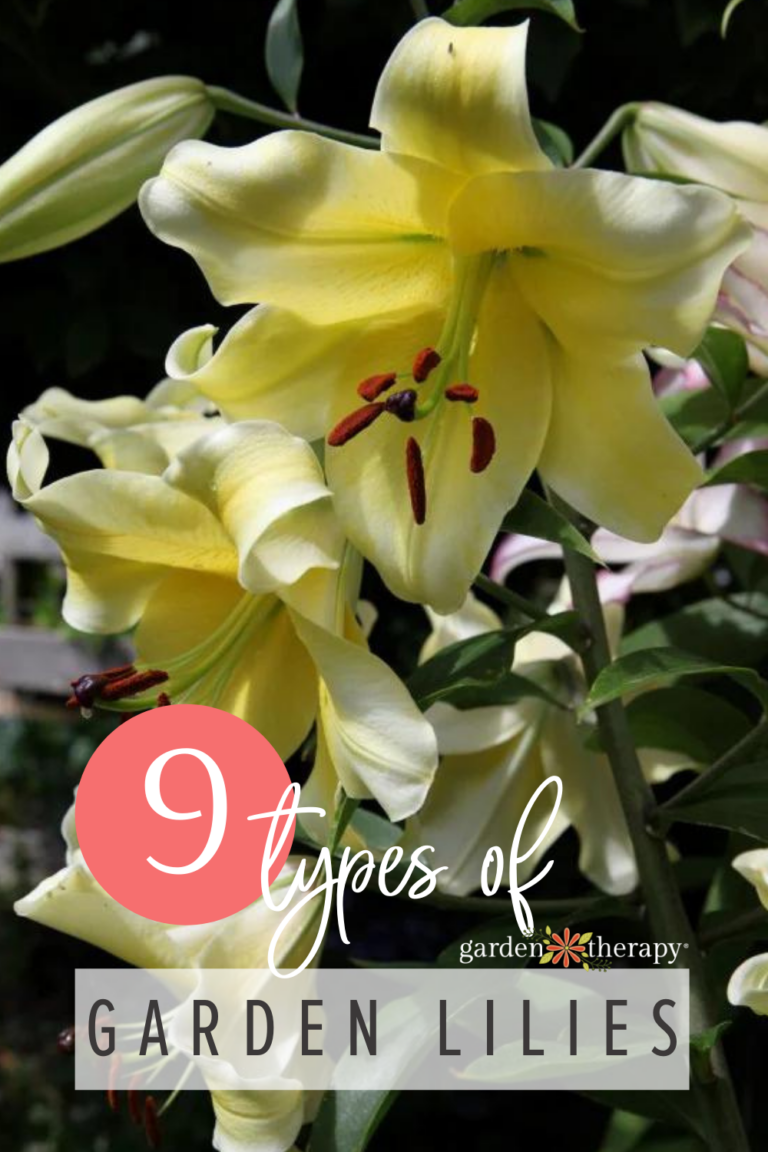 Types Of Lilies To Grow In The Summer Garden - Garden Therapy