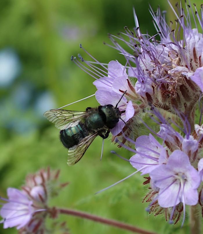 Western blue orchard bee