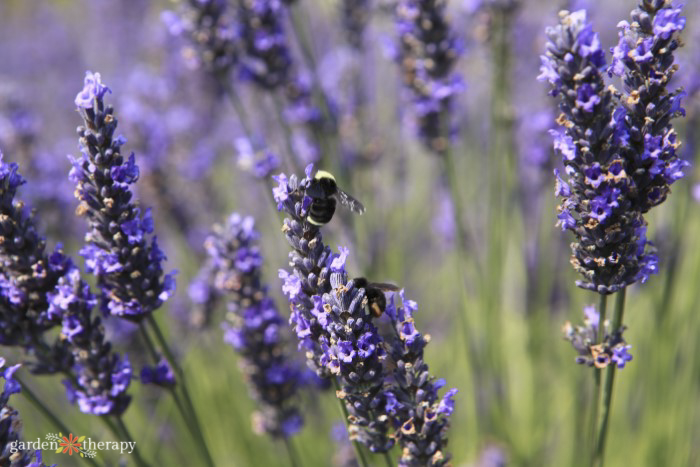 Yellow-faced bumblebee