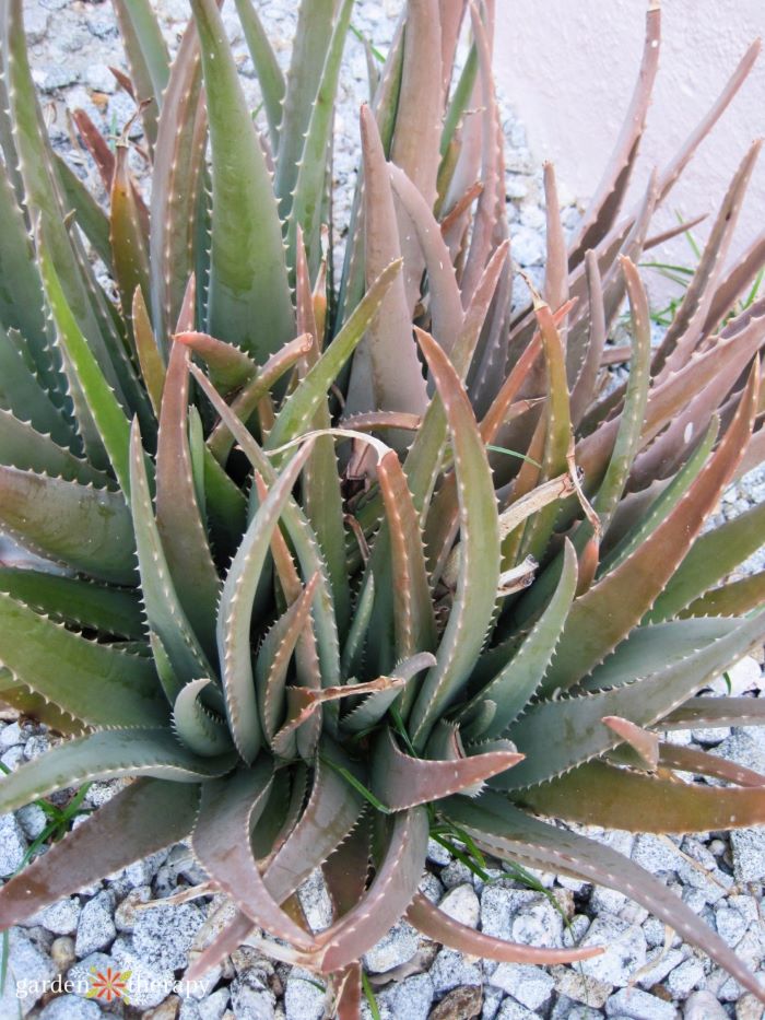 burned aloe vera plant 