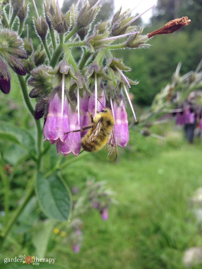 bee on comfrey flower. comfrey is a bee friendly plant