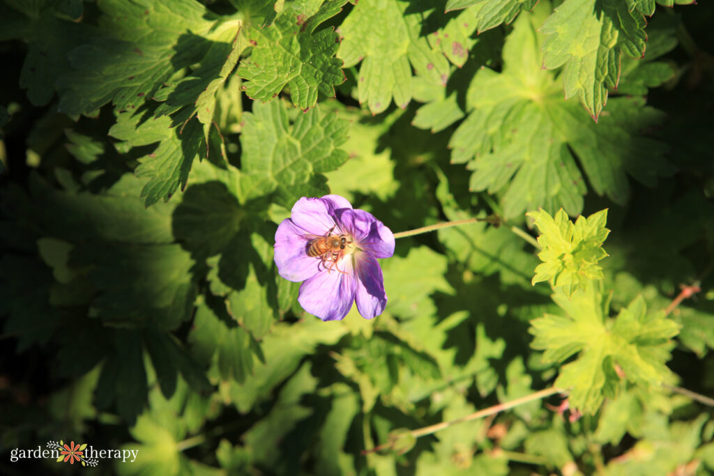 bee on geranium flower