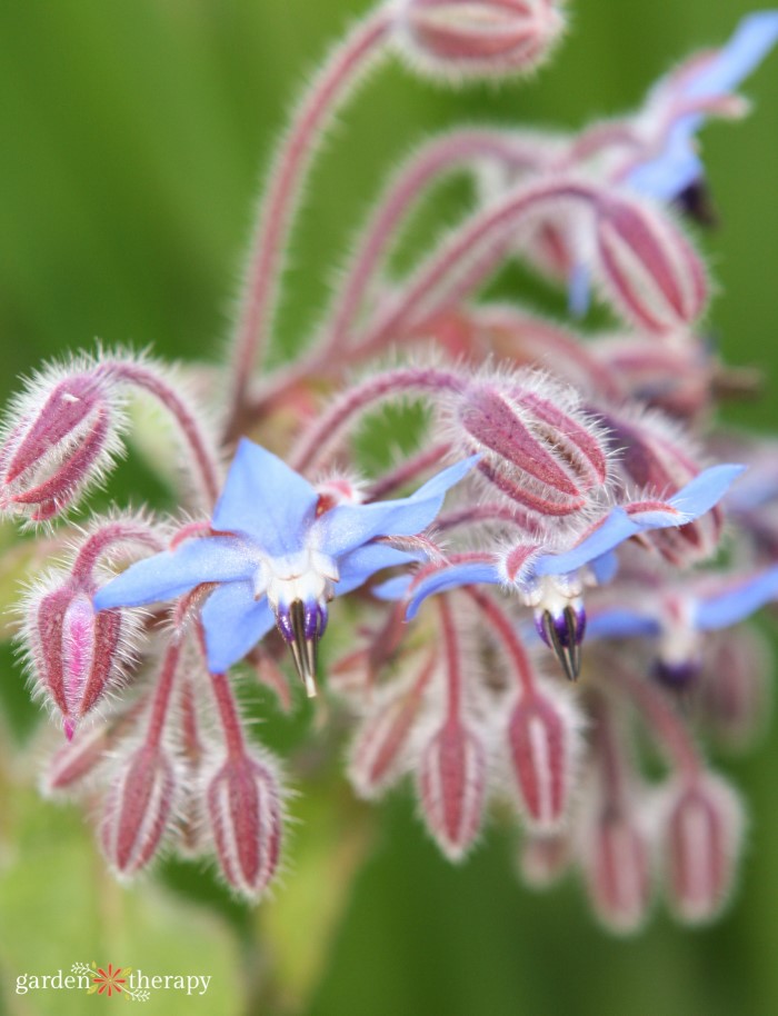 close up of a borage flower