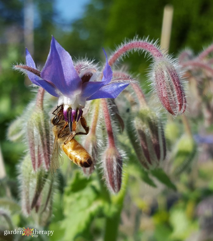 bee pollinating borage flowers