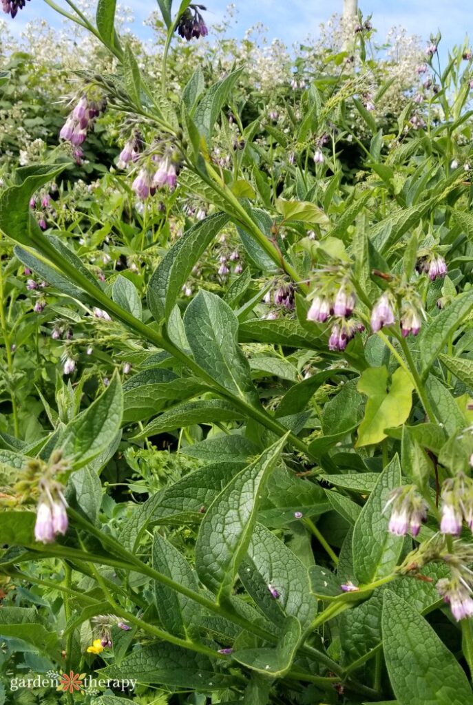 comfrey flowers