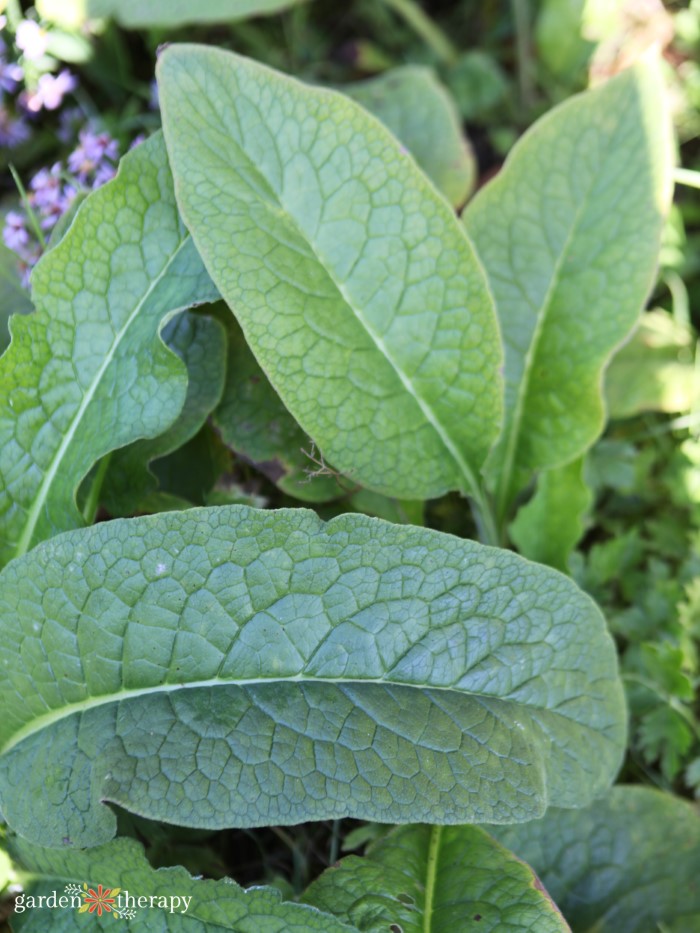 comfrey leaf