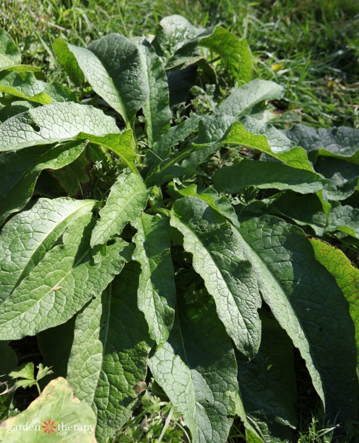 comfrey plant