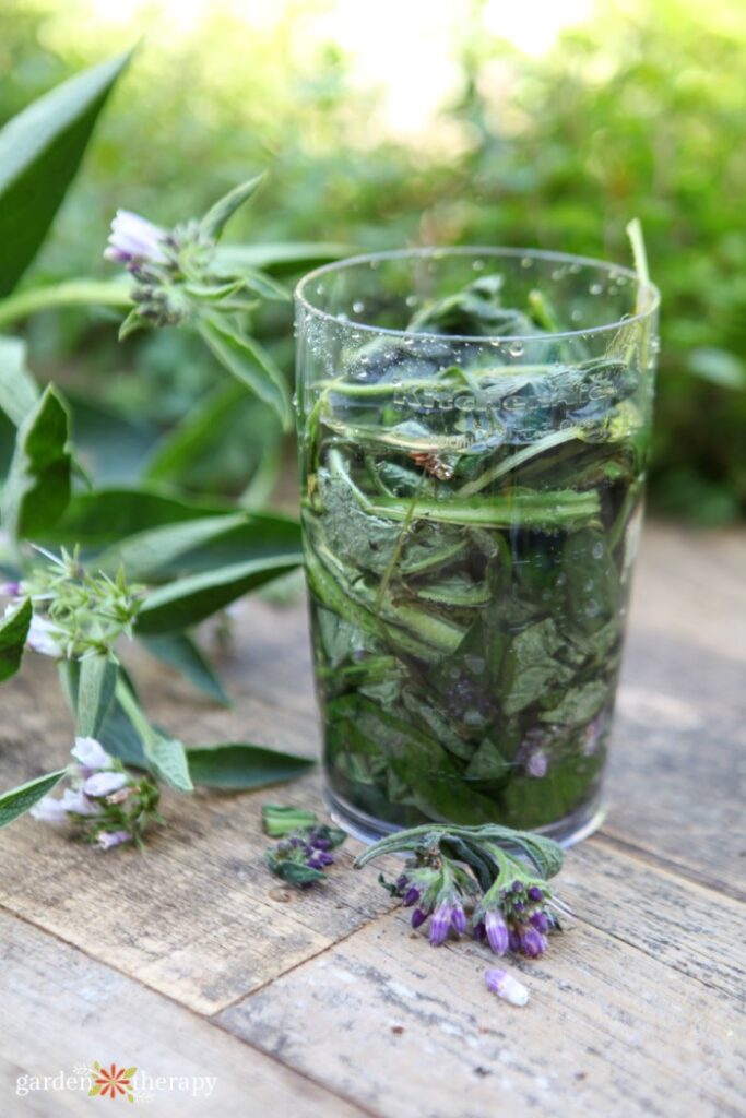 comfrey in a glass as an example of its uses