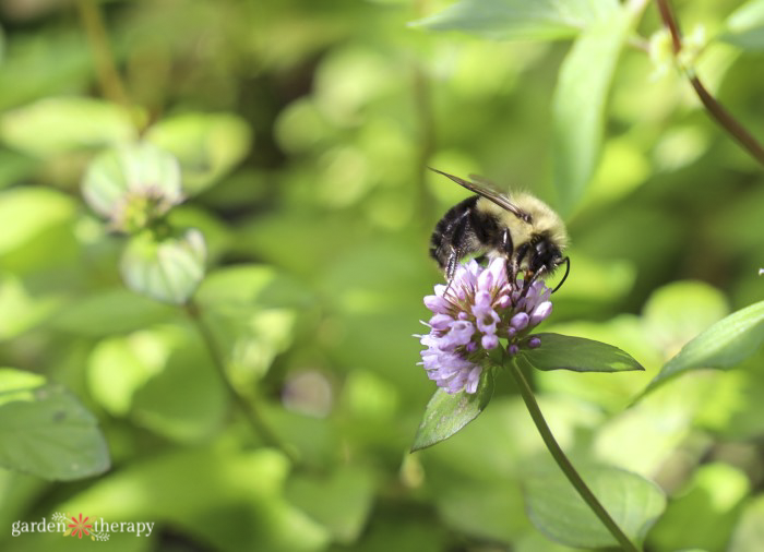 bee on a clover glimmer