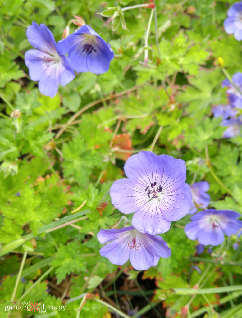 purple geranium blooming