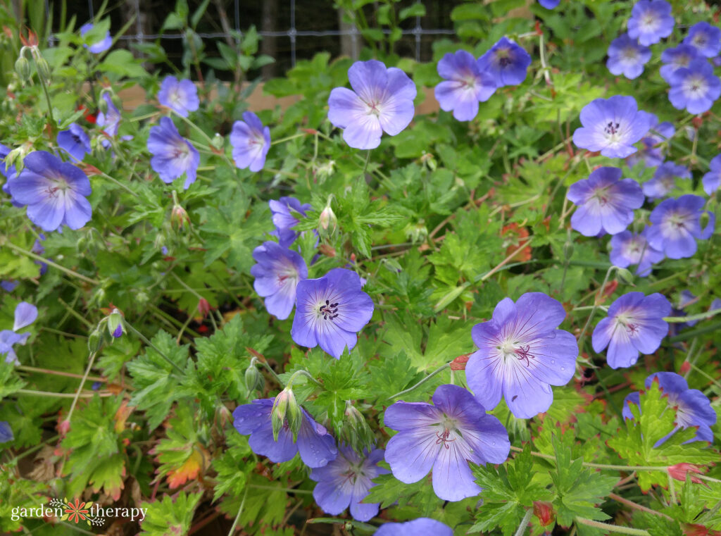 geranium flowers