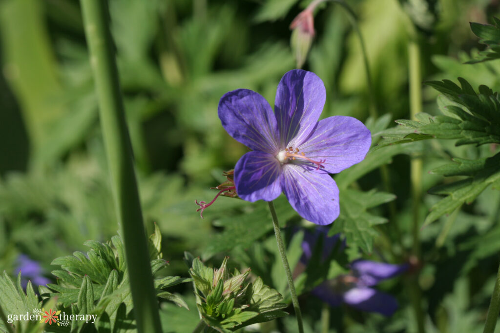 growing geranium