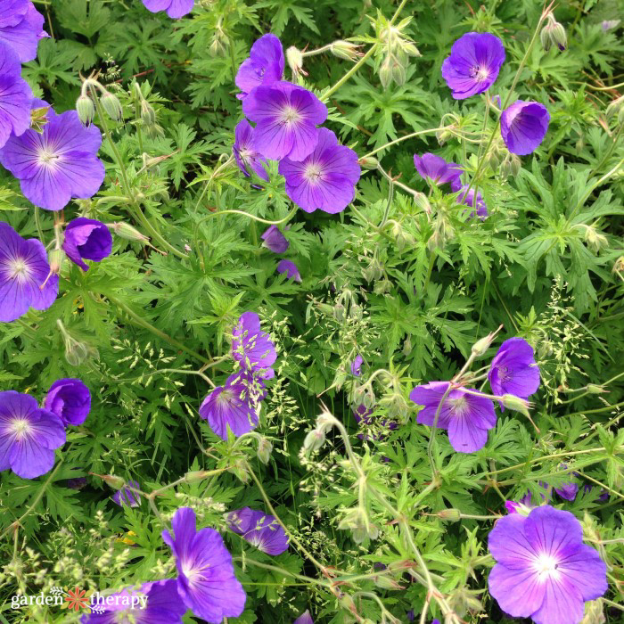 growing geraniums