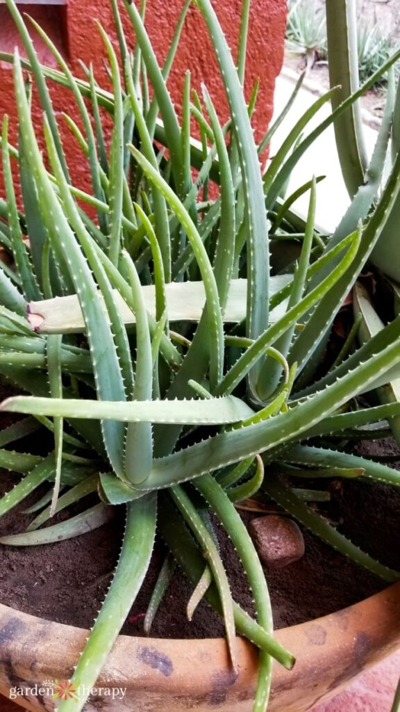 how to care for an aloe vera plant