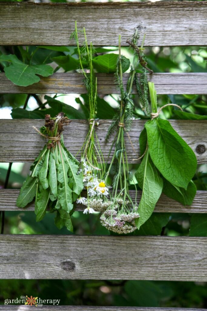 how to grow comfrey