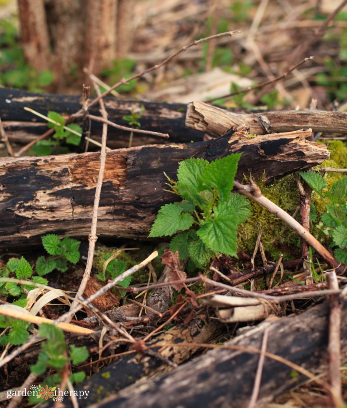 stinging nettle