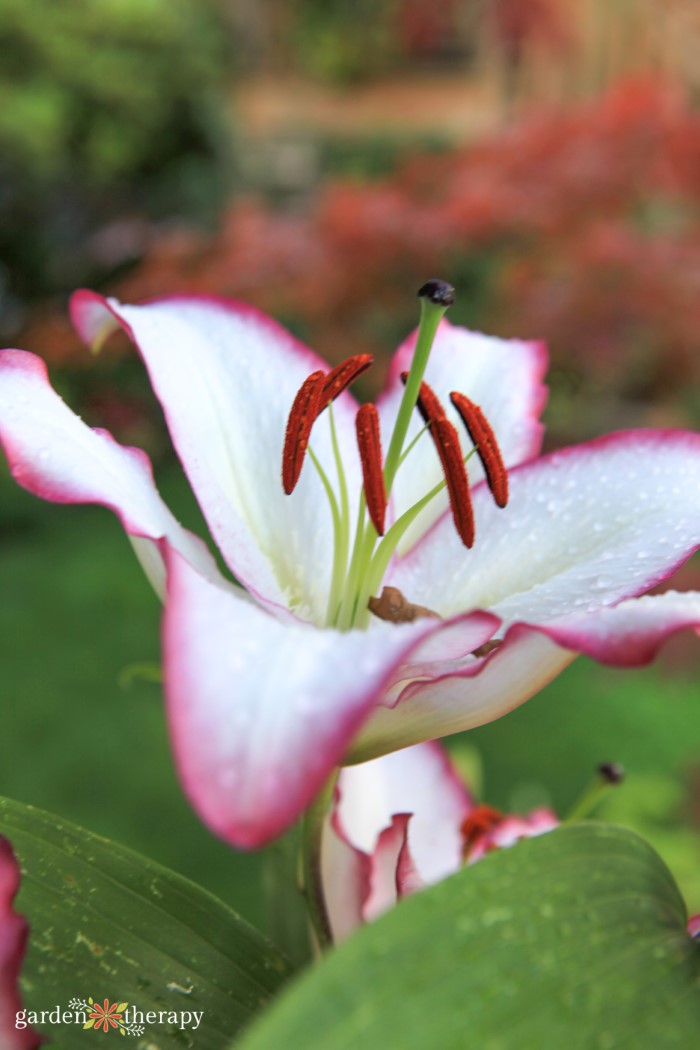 beautiful lily flowers