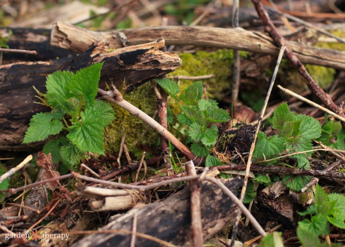 stinging nettle