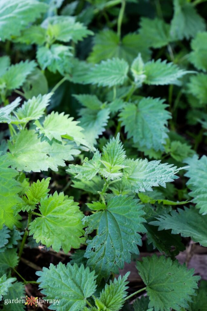 stinging nettle treatment vinegar