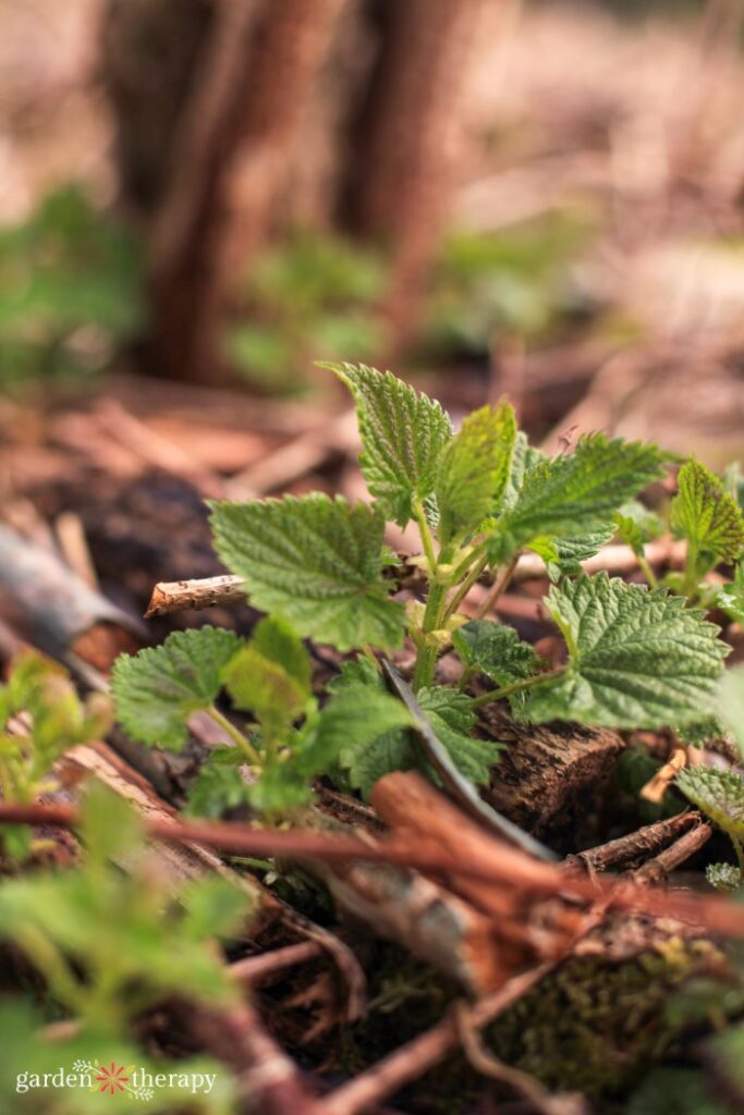 nettle plant in the forest