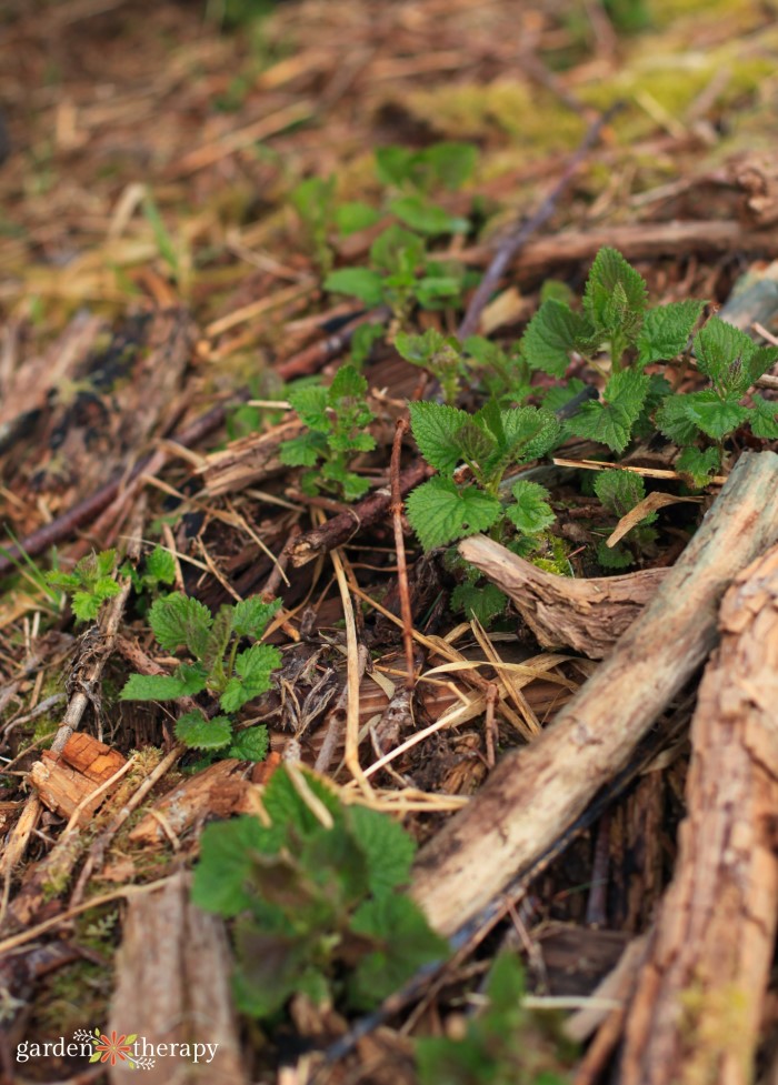 stinging nettle treatment vinegar