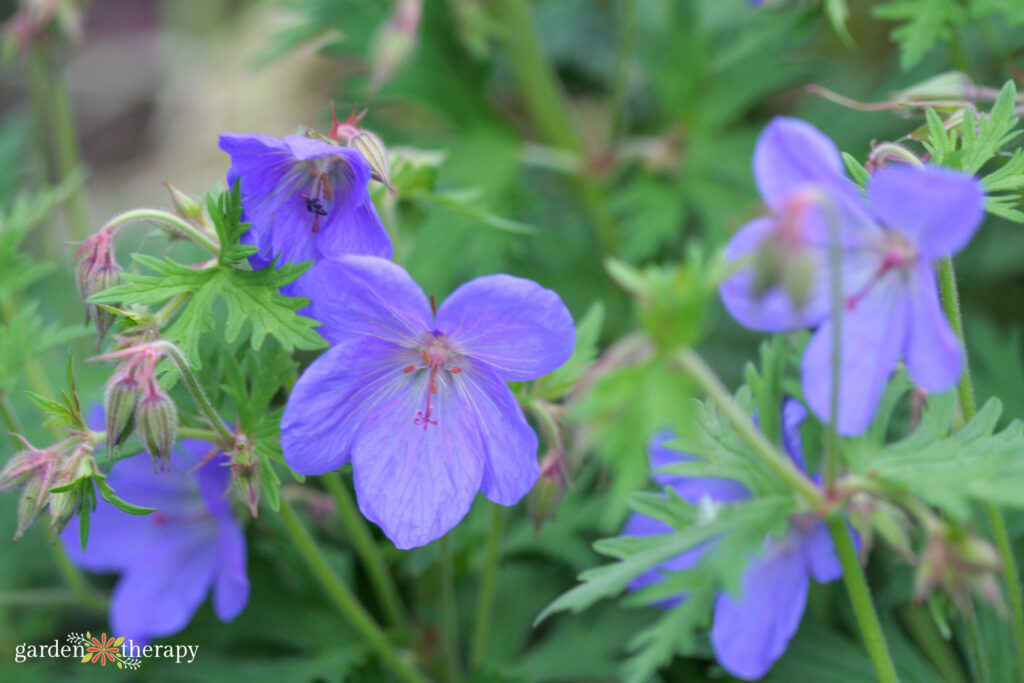 perennial geraniums