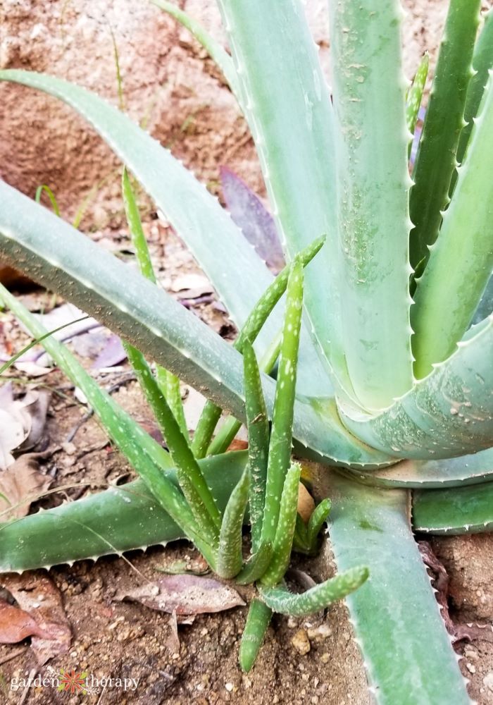 propgagting aloe vera plants