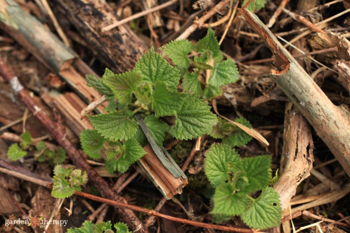 stinging nettle