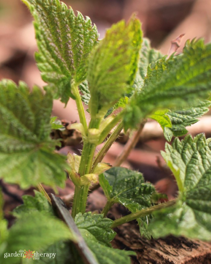 stinging nettle treatment vinegar