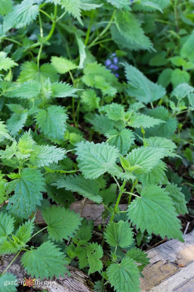 stinging nettle leaf