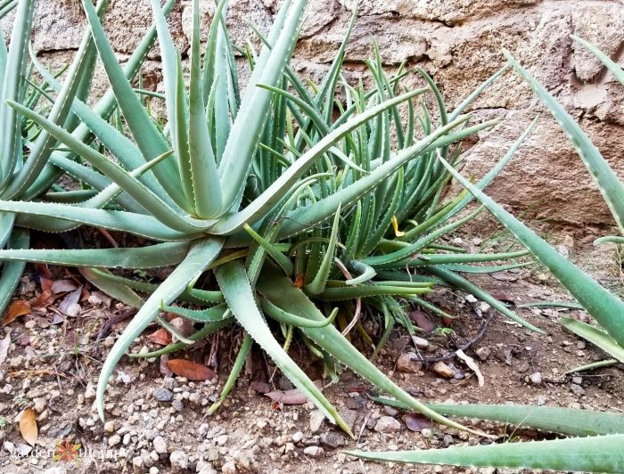 The Ultimate Guide to Aloe Vera Care: Simple Tips for a Healthy, Thriving  Houseplant! – La Green Touch