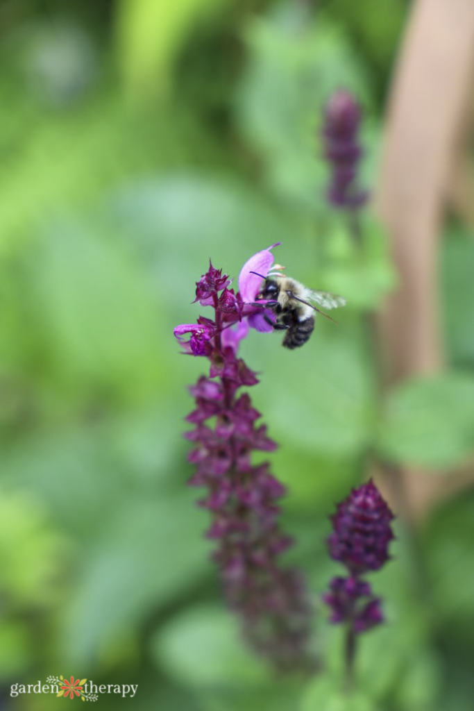 common eastern bumblebee, one of many types of bees