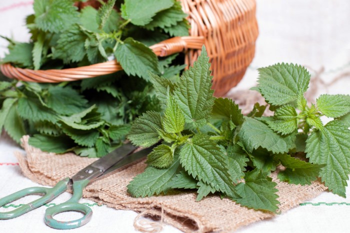 using stinging nettle