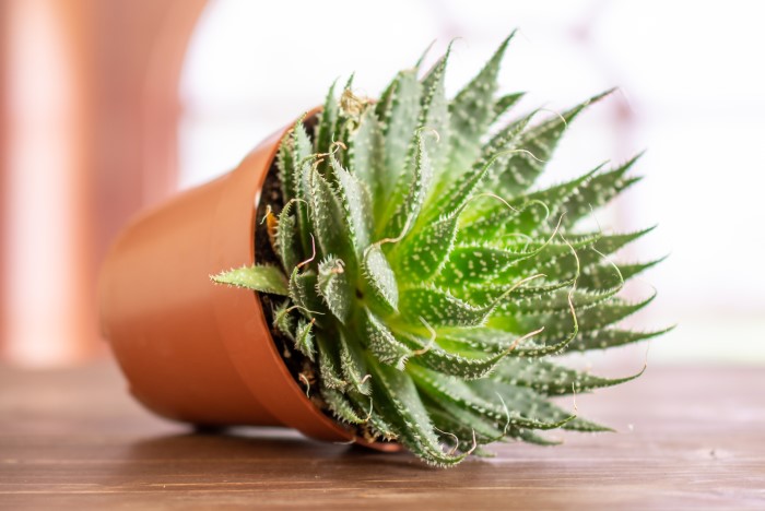 Aloe aristata