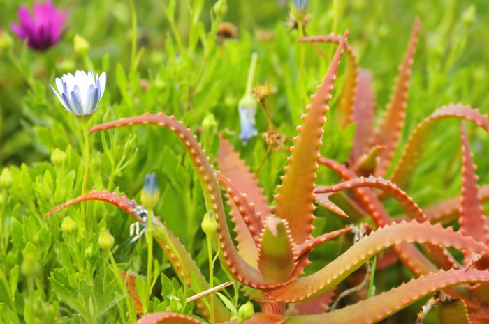 Aloe cameronii